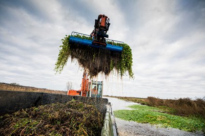 Bestrijding van de grote waternavel Bestrijding van de grote waternavel Foto Daniël Hartog.jpg