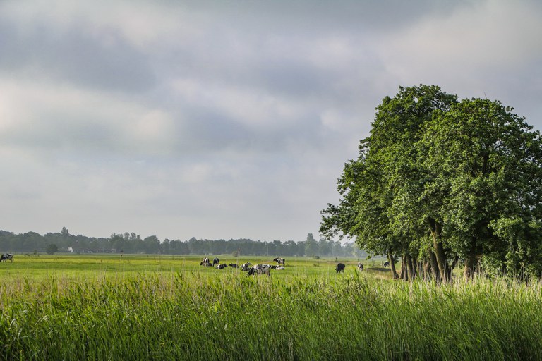 Landelijk gebied in Fryslân. Op de voorgrond van de foto zie je gras met in de verte koeien in een weiland. Rechts op de foto zie je een rij bomen. 