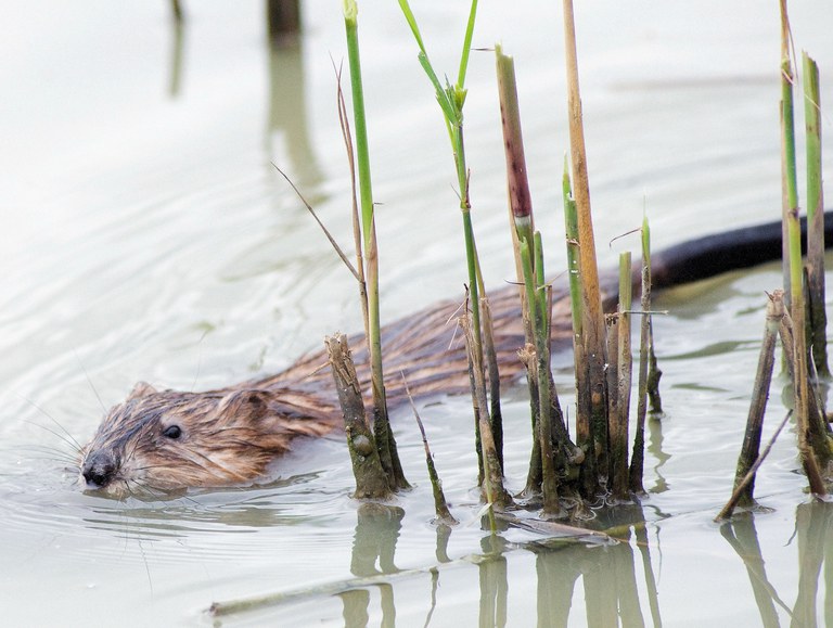 Muskusrat.jpeg