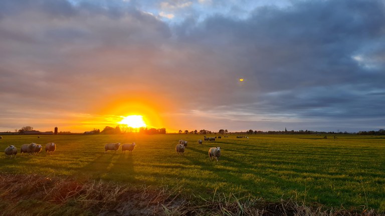 Schapen in weiland FPLG.jpg